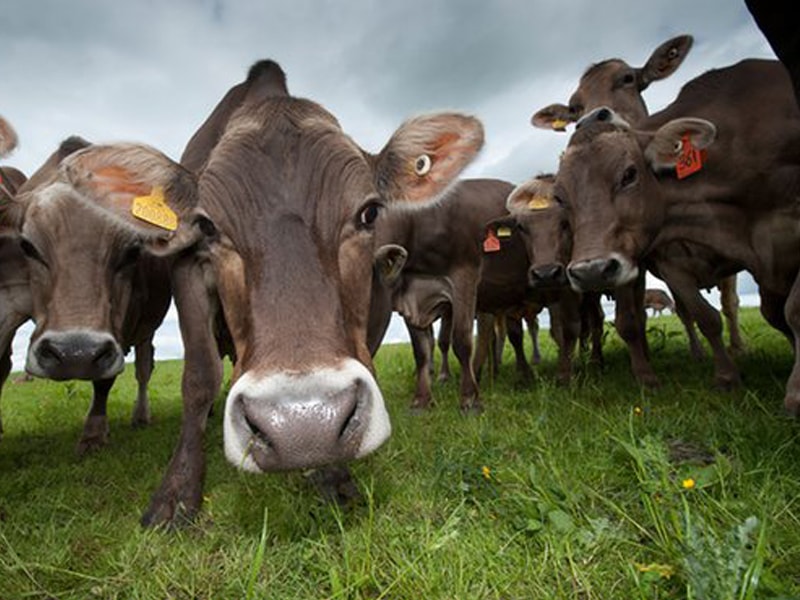 واردات نجومی “گاو” از نتایج پسابرجام اعلام شد