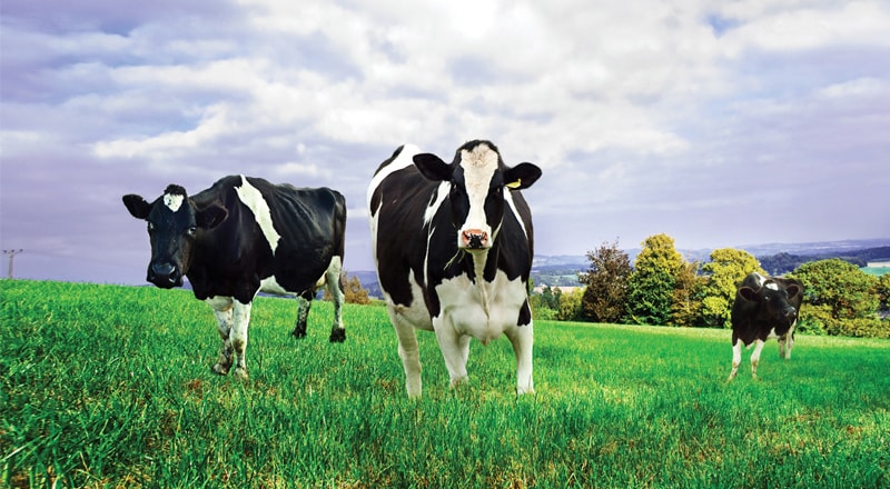 صادرات ۶۰۰ نوع محصول لبنی از ایران