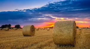 بازرگانی علوفه