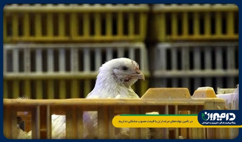 در تامین نهاده‌های مرغداران با قیمت مصوب مشکلی نداریم