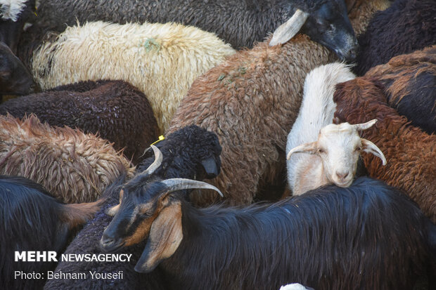 صادرات دام زنده همچنان ممنوع/۴.۱میلیون راس دام مازاد داریم