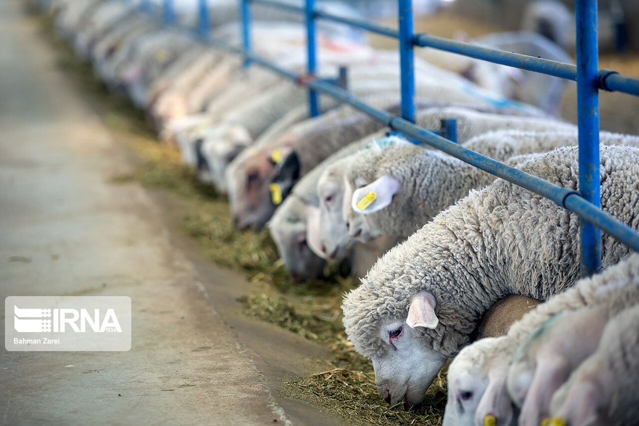 خواستار صادرات یک میلیون راس دام مازاد هستیم