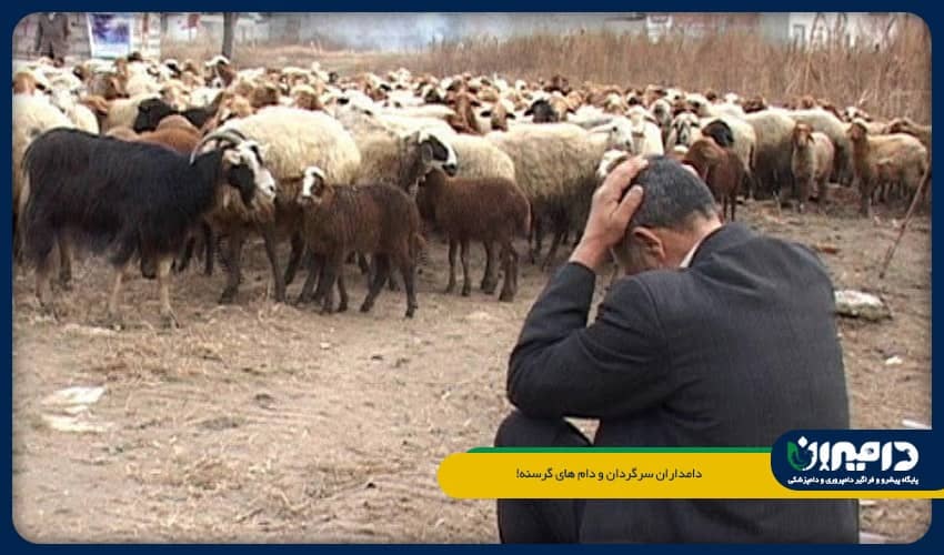 دامداران سرگردان و دام های گرسنه!