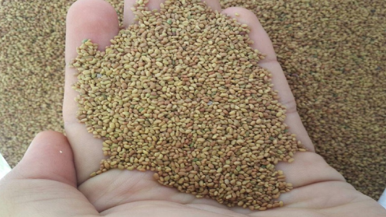 توزیع نهاده‌های دامی متناسب با هویت‌گذاری دام/ دامداران هویت‌گذاری دام را جدی بگیرند