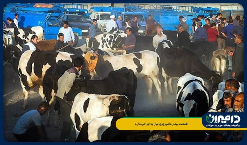 اقتصاد بیمار دامپروری نیاز به جراحی دارد