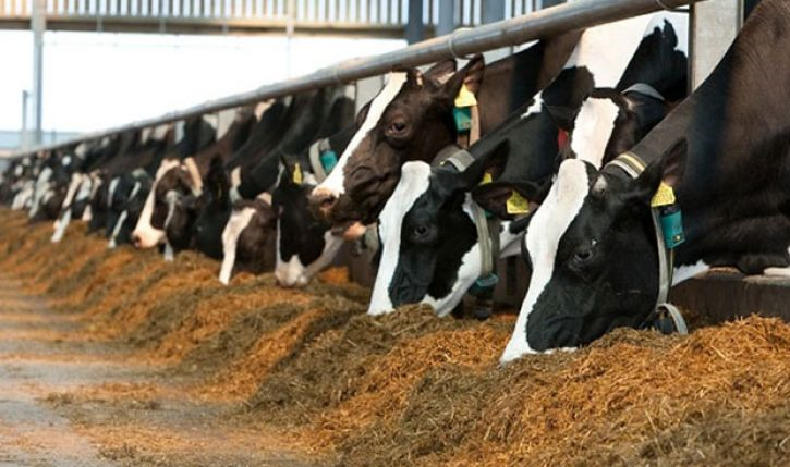 دامداران با مشکلات تأمین نهاده‌های دامی مواجه هستند