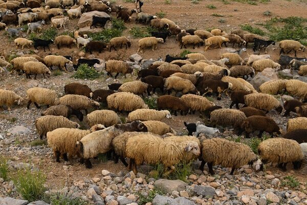 کاهش چشمگیر بیماری تب برفکی در دامداری‌ها/ نگرانی در مورد تامین واکسن تب برفکی وجود ندارد