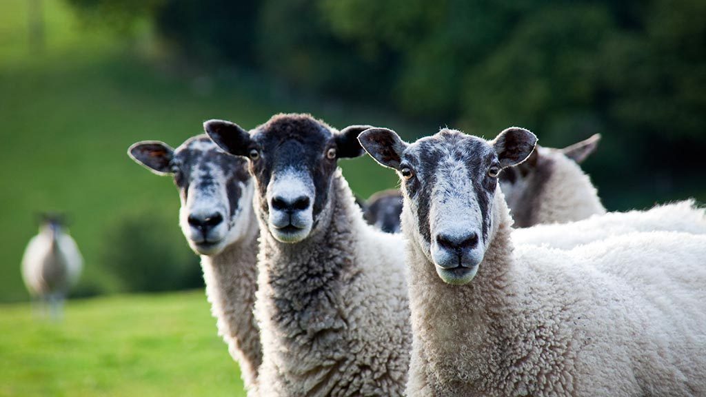 آغاز خرید تضمینی دام سبک و سنگین از دامداران