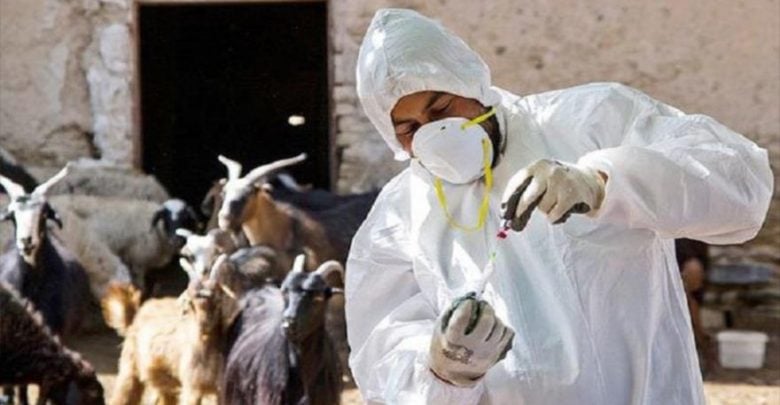 واکسینه کردن به موقع دام الزامی است