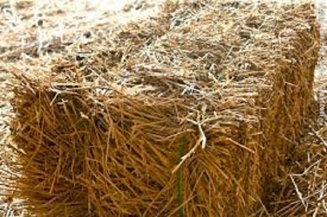 دام‌ها گرسنه، دامداران ورشکسته / صنعت دامپروری در دام گرانی و کمبود علوفه