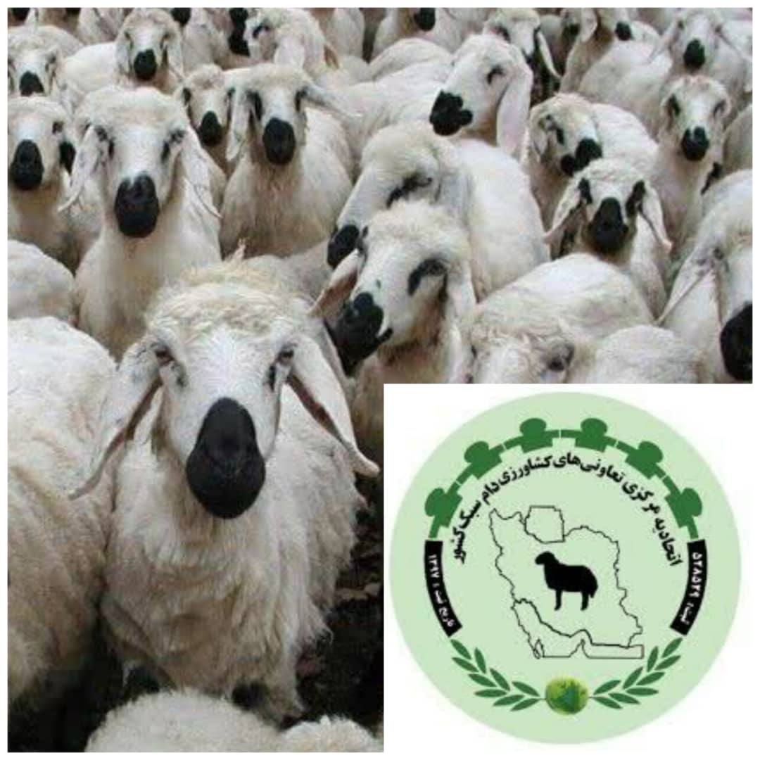 ضرورت بازاریابی برای گوشت قرمز و تکميل زنجيره پشم