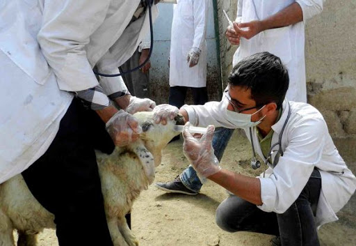 هشدار شیوع تب کریمه کنگو در فصل گرما/ دامداران هشدارها را جدی بگیرند