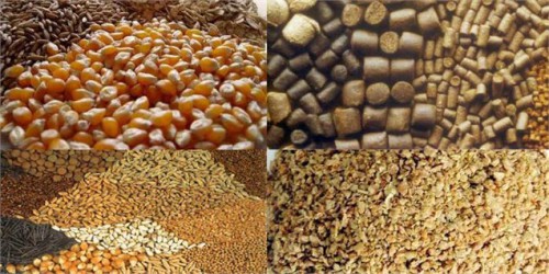 کاهش شدید کیفیت نهاده‌های دامی