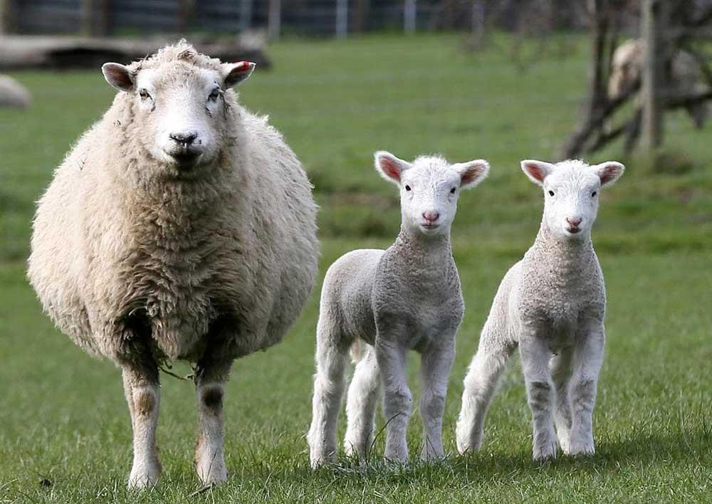 دام آبستن هم روانه کشتارگاه می‌شود