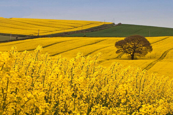 ? افزایش۵۰ درصدی نرخ خرید تضمینی گندم و ۳۶ درصدی کلزا برای سال زراعی جدید