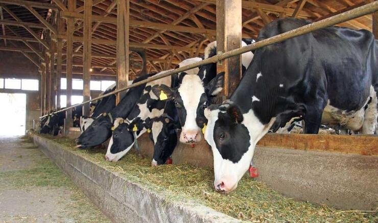 اعلام هشدار حذف دام و استمرار در کاهش تولید در شش ماه آینده