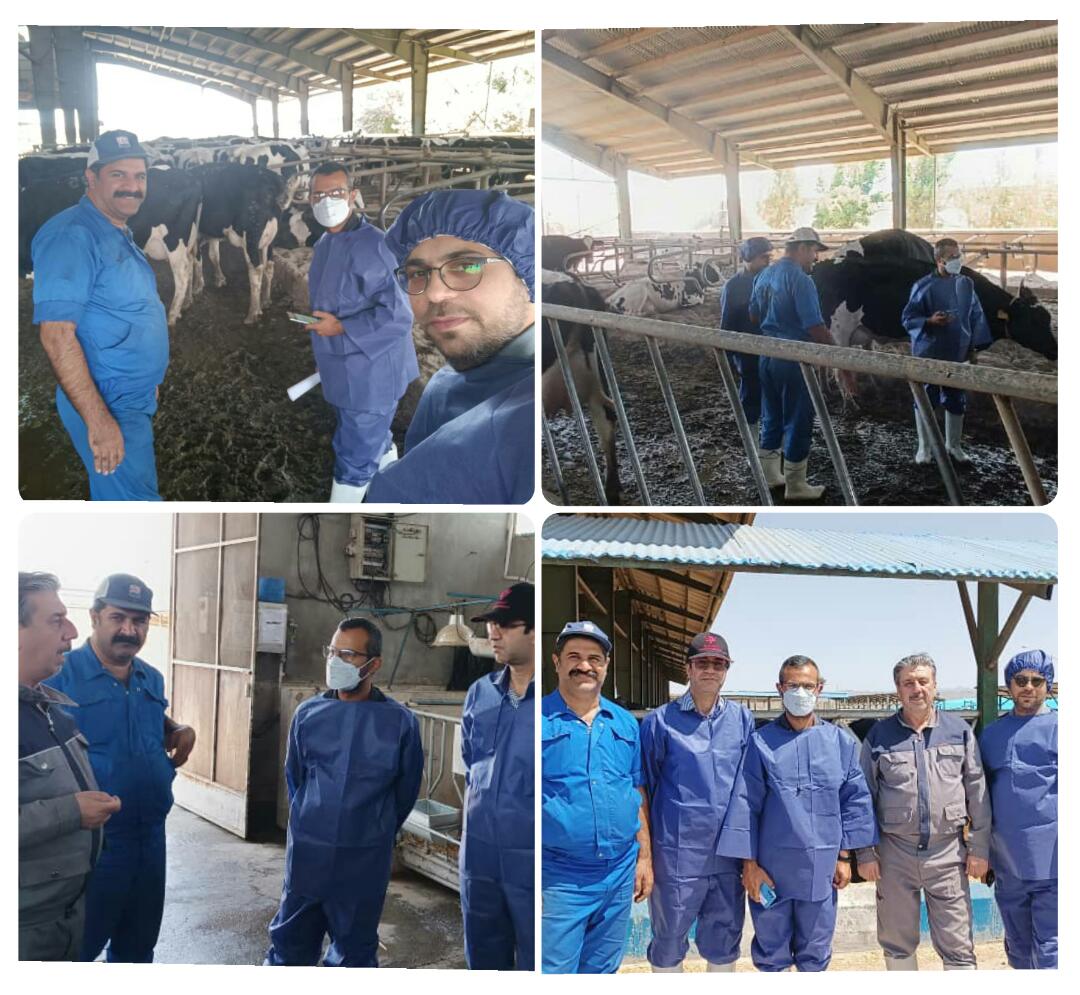 بازدید کارشناسان اتحادیه گاوداران و دامداران صنعتی خراسان رضوی با حضور آقای دکتر رئوفی( مدیر فنی کمپانی semex کانادا در ایران) در تاریخ ۱۴۰۱/۰۵/۱۸ جهت ارزیابی تیپ گله مجتمع دامپروری آقای عبدالرضا خزاعی