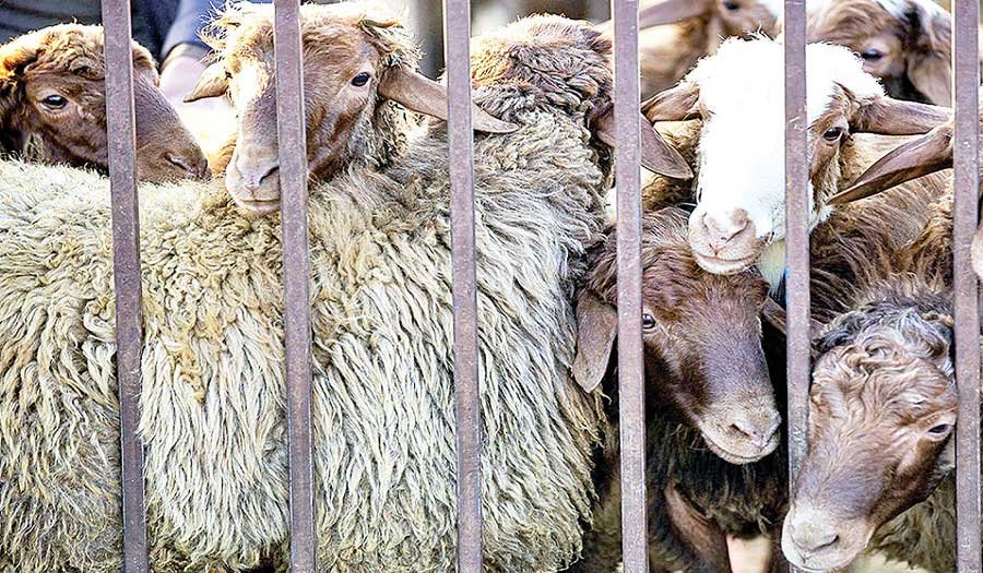 قیمت گوشت از بهار کاهشی می شود