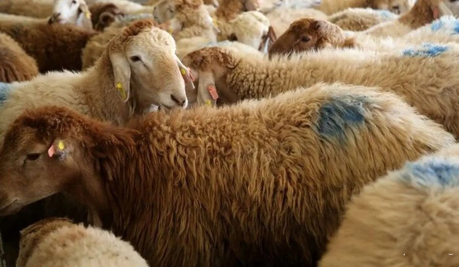 ارزآوری صادرات دام سبک برابر درآمد نفتی خواهد بود