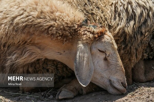 دام‌های مولد باز هم راهی کشتارگاه‌ها شدند