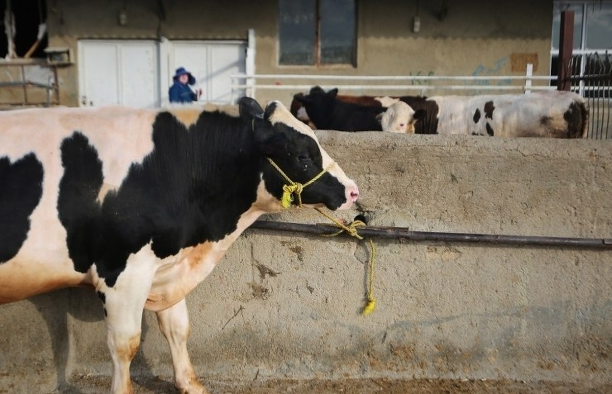 سرگردانی دامداران در میدان بازارگاه/ انحصار نهاده در دست دلالانِ معرفی‌شده وزارتخانه!