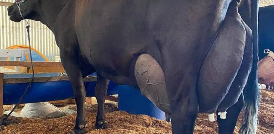 گاوی که رکورددار ملی تولید شیر شد