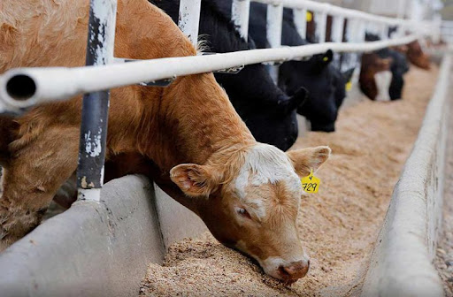 هشدار کشتار دام‌های مولد در پی تنش بازار نهاده‌های دامی