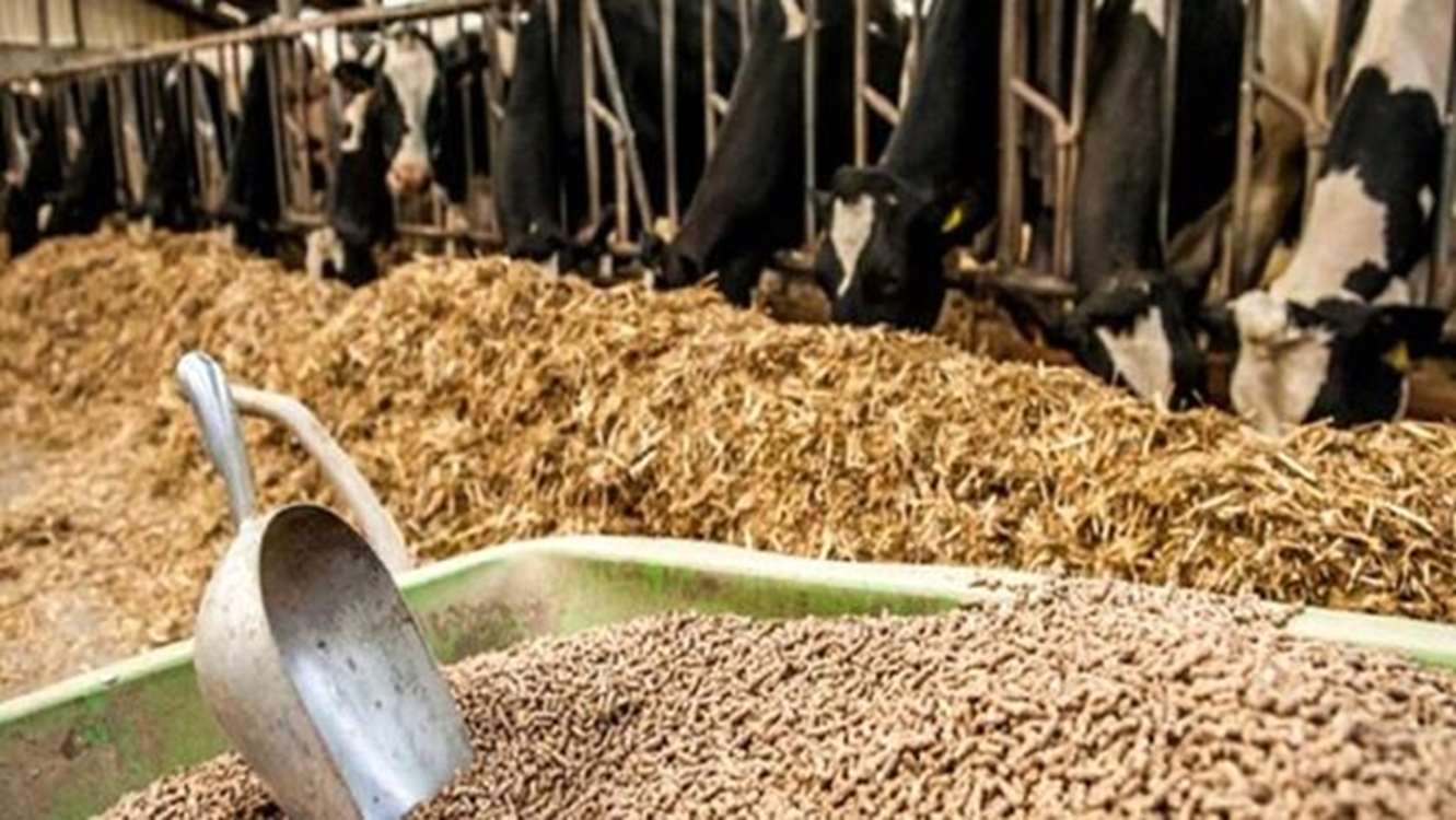 نهاده‌های دامی با مشارکت تشکل‌ها و استان‌ها توزیع می‌شود/ تسهیلات ویژه برای دامداری‌های روستایی