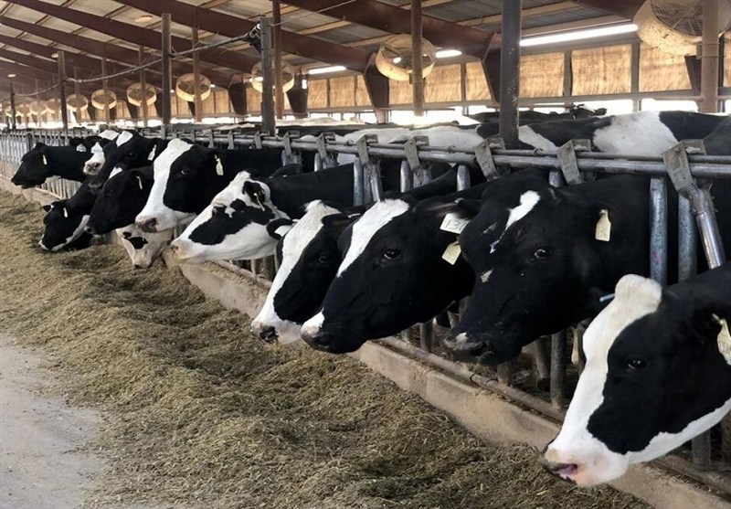 مشکل پسماند دامداری‌های کشور به وضعیت هشدار رسید